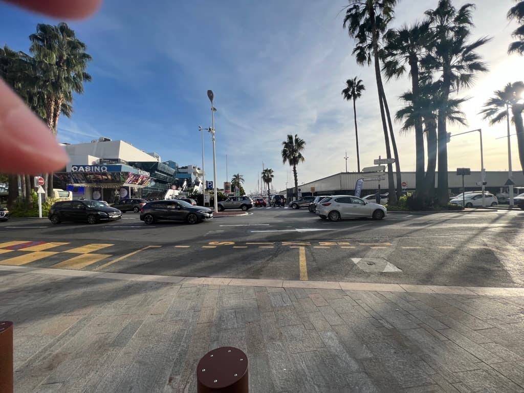 Palm trees by the seafront